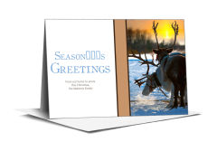 Christmas Season's Greetings Reindeer at Sunset Cards  7.875